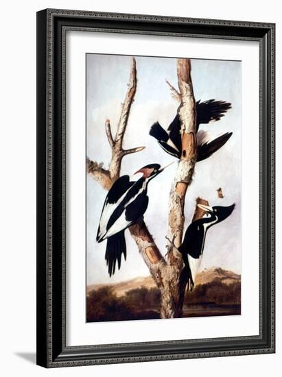 Ivory-Billed Woodpeckers-John James Audubon-Framed Giclee Print