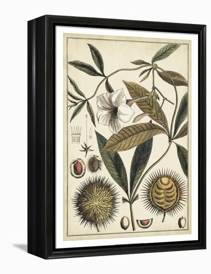 Ivory Botanical Study II-Vision Studio-Framed Stretched Canvas