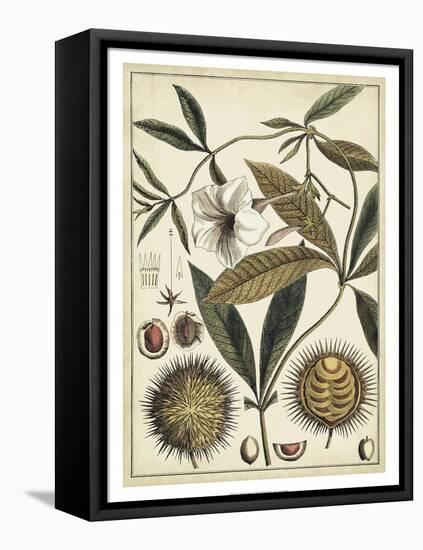Ivory Botanical Study II-Vision Studio-Framed Stretched Canvas