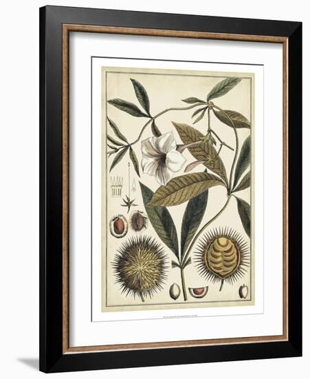 Ivory Botanical Study II-Vision Studio-Framed Art Print