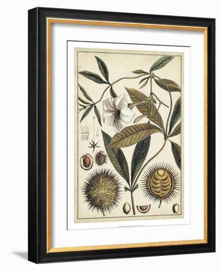Ivory Botanical Study II-Vision Studio-Framed Art Print