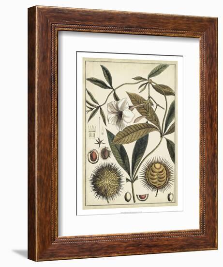 Ivory Botanical Study II-Vision Studio-Framed Art Print