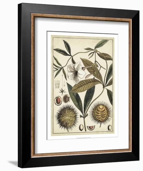 Ivory Botanical Study II-Vision Studio-Framed Art Print