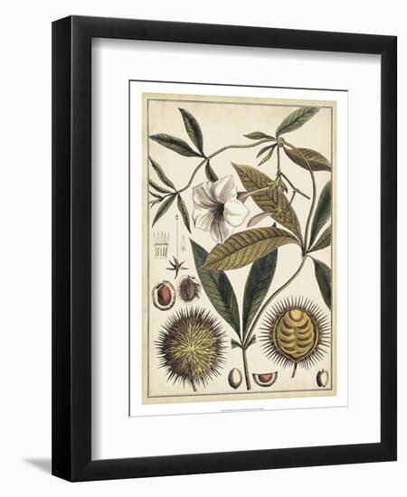 Ivory Botanical Study II-Vision Studio-Framed Art Print