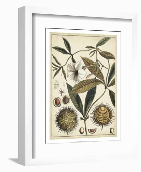 Ivory Botanical Study II-Vision Studio-Framed Art Print