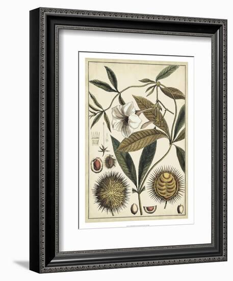 Ivory Botanical Study II-Vision Studio-Framed Art Print