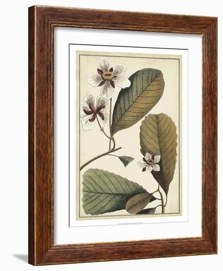 Ivory Botanical Study III-Vision Studio-Framed Art Print