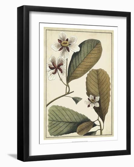 Ivory Botanical Study III-Vision Studio-Framed Art Print