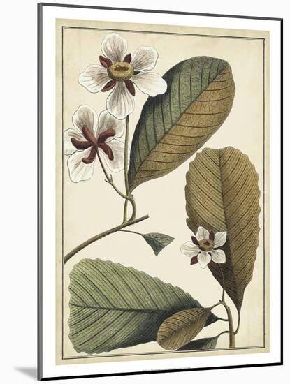 Ivory Botanical Study III-Vision Studio-Mounted Art Print