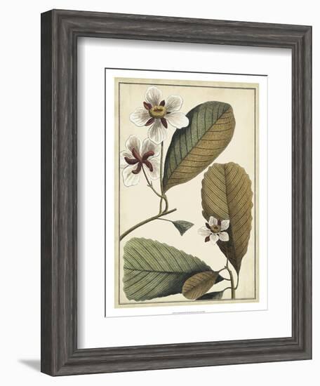 Ivory Botanical Study III-Vision Studio-Framed Art Print