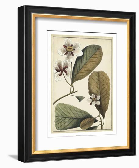 Ivory Botanical Study III-Vision Studio-Framed Art Print