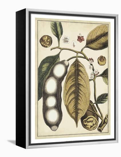 Ivory Botanical Study V-Vision Studio-Framed Stretched Canvas