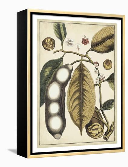 Ivory Botanical Study V-Vision Studio-Framed Stretched Canvas