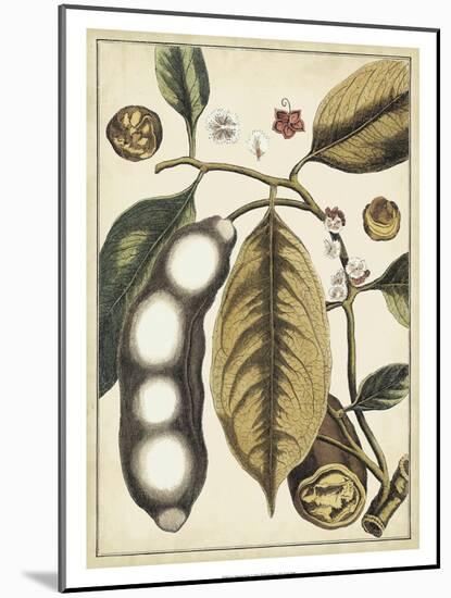 Ivory Botanical Study V-Vision Studio-Mounted Art Print