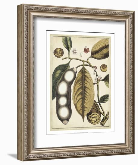 Ivory Botanical Study V-Vision Studio-Framed Art Print