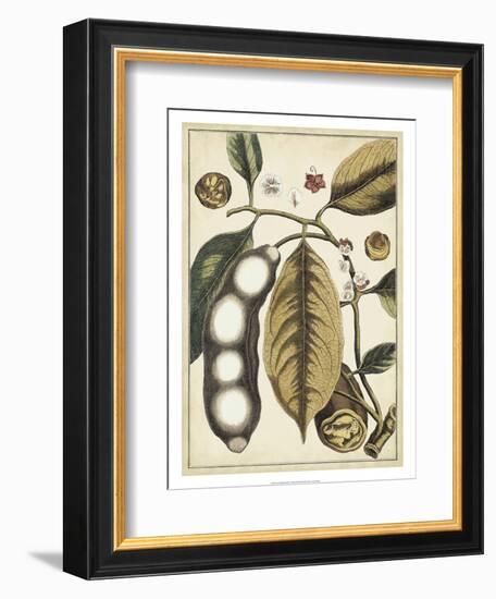 Ivory Botanical Study V-Vision Studio-Framed Art Print