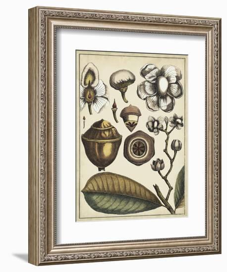 Ivory Botanical Study VI-Vision Studio-Framed Art Print