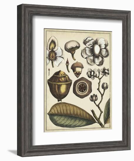 Ivory Botanical Study VI-Vision Studio-Framed Art Print