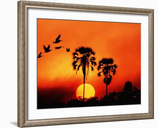 Ivory Palm and Pelicans at Sunset in Botswana-null-Framed Photographic Print