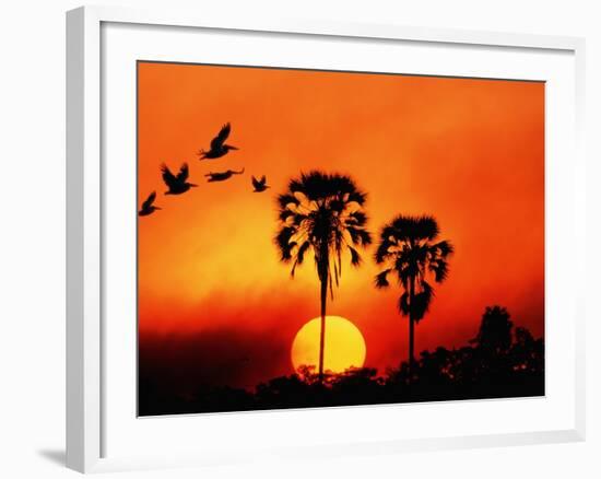 Ivory Palm and Pelicans at Sunset in Botswana-null-Framed Photographic Print