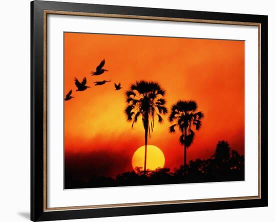 Ivory Palm and Pelicans at Sunset in Botswana-null-Framed Photographic Print