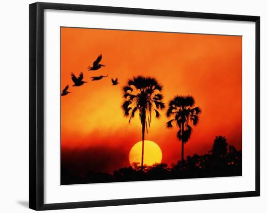 Ivory Palm and Pelicans at Sunset in Botswana-null-Framed Photographic Print