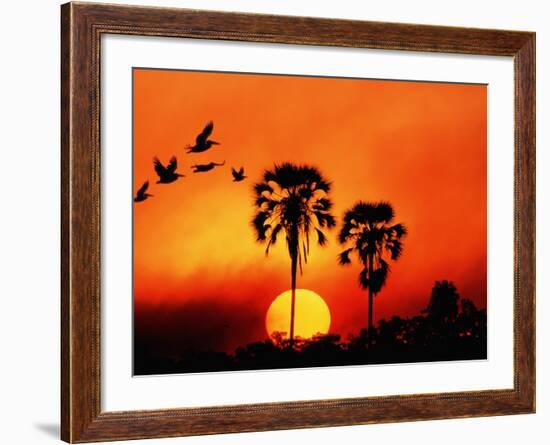 Ivory Palm and Pelicans at Sunset in Botswana--Framed Photographic Print