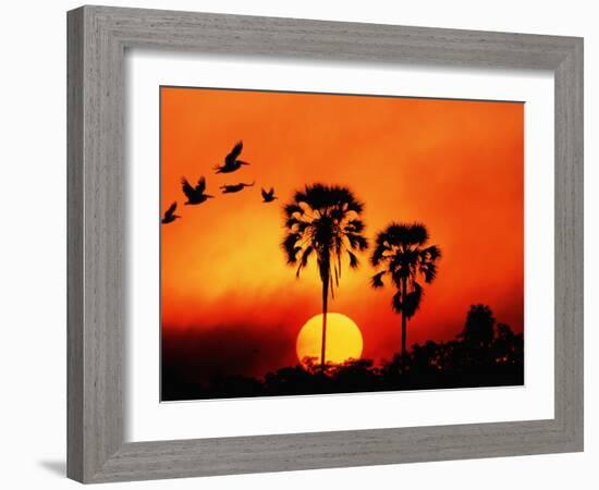 Ivory Palm and Pelicans at Sunset in Botswana-null-Framed Photographic Print