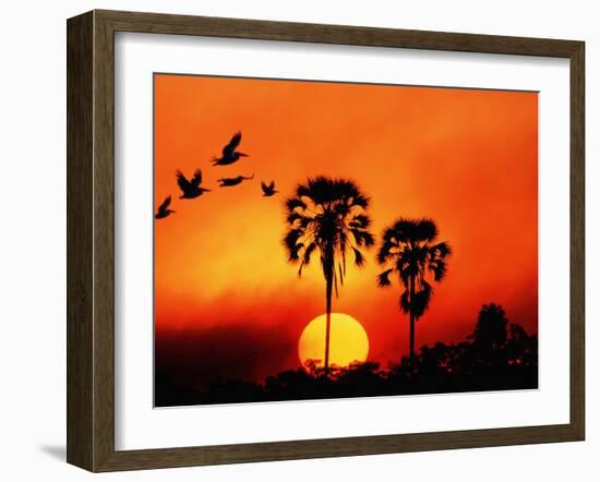 Ivory Palm and Pelicans at Sunset in Botswana-null-Framed Photographic Print