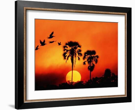 Ivory Palm and Pelicans at Sunset in Botswana-null-Framed Photographic Print