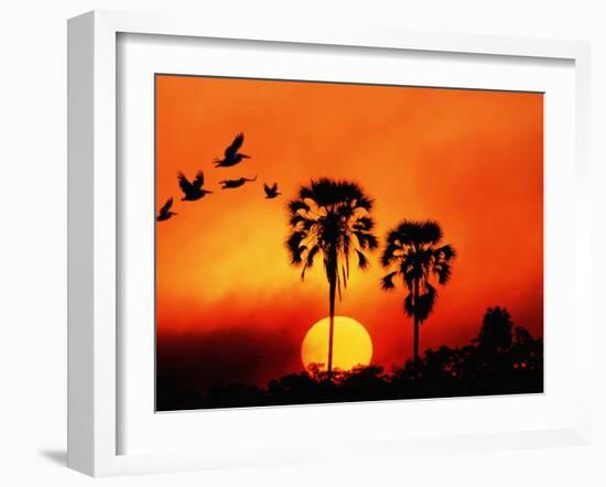 Ivory Palm and Pelicans at Sunset in Botswana-null-Framed Photographic Print