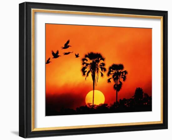 Ivory Palm and Pelicans at Sunset in Botswana-null-Framed Photographic Print