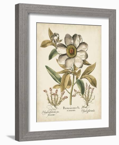 Ivory Peonies I-Besler Basilius-Framed Art Print