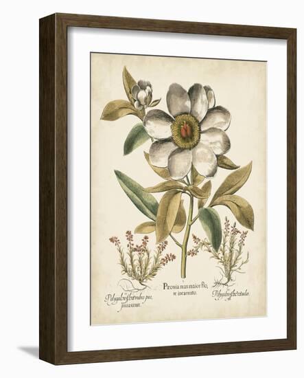 Ivory Peonies I-Besler Basilius-Framed Art Print