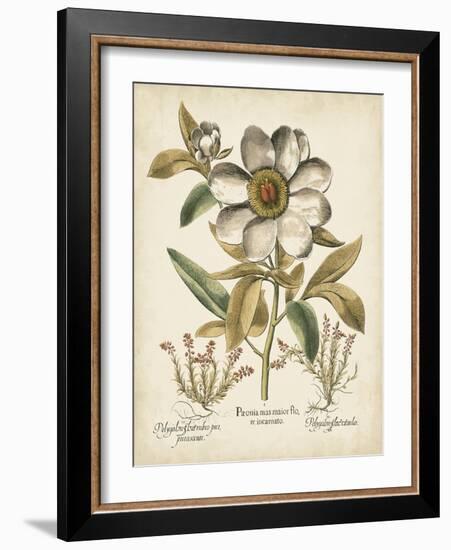 Ivory Peonies I-Besler Basilius-Framed Art Print