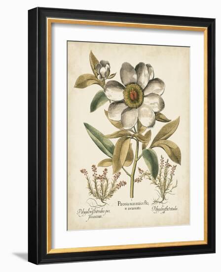 Ivory Peonies I-Besler Basilius-Framed Art Print