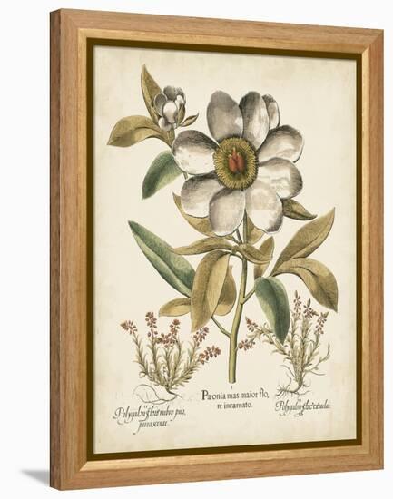 Ivory Peonies I-Besler Basilius-Framed Stretched Canvas