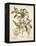 Ivory Peonies I-Besler Basilius-Framed Stretched Canvas