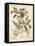 Ivory Peonies I-Besler Basilius-Framed Stretched Canvas