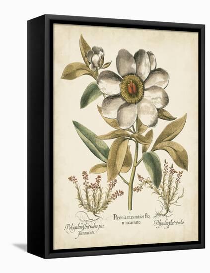 Ivory Peonies I-Besler Basilius-Framed Stretched Canvas