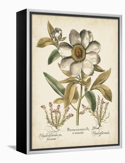 Ivory Peonies I-Besler Basilius-Framed Stretched Canvas