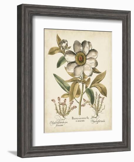 Ivory Peonies I-Besler Basilius-Framed Art Print