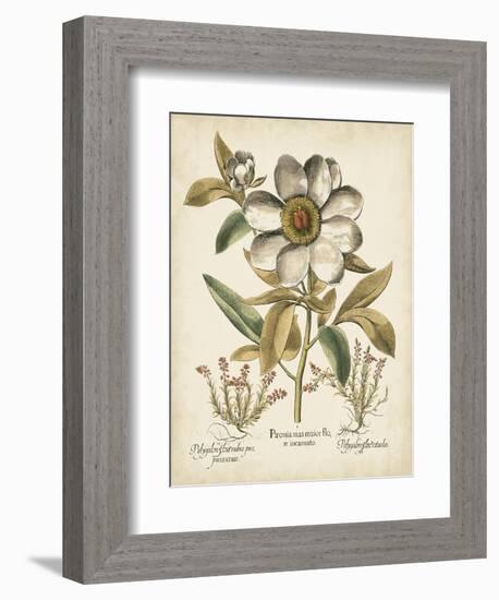 Ivory Peonies I-Besler Basilius-Framed Art Print