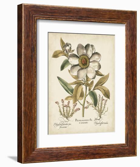 Ivory Peonies I-Besler Basilius-Framed Art Print