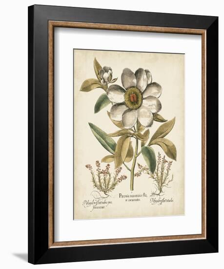 Ivory Peonies I-Besler Basilius-Framed Art Print