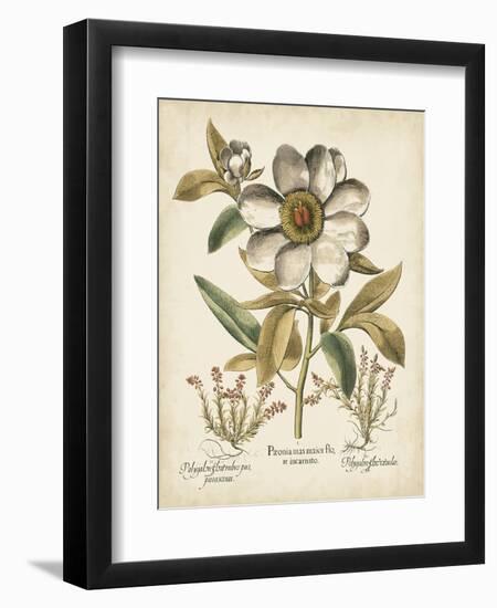 Ivory Peonies I-Besler Basilius-Framed Art Print