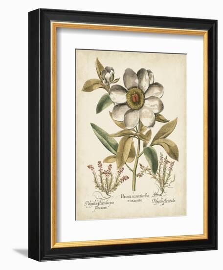 Ivory Peonies I-Besler Basilius-Framed Art Print