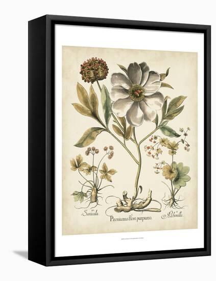 Ivory Peonies II-Besler Basilius-Framed Stretched Canvas