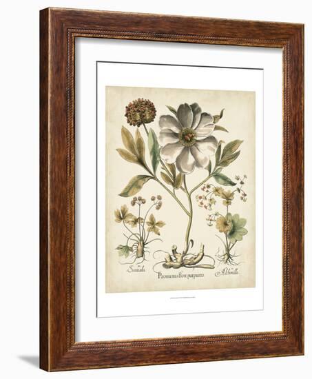 Ivory Peonies II-Besler Basilius-Framed Premium Giclee Print