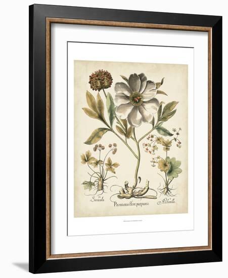 Ivory Peonies II-Besler Basilius-Framed Premium Giclee Print